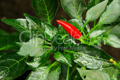 Peperoni - chile pepper 15