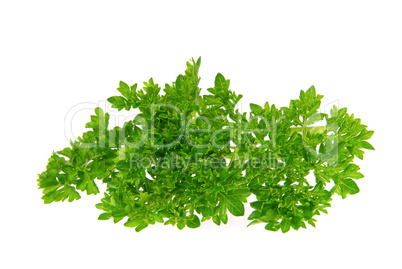 Petersilie - parsley 18
