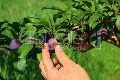 Pflaume ernten - plum picking 03