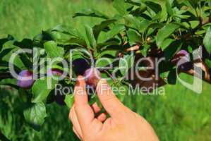 Pflaume ernten - plum picking 03