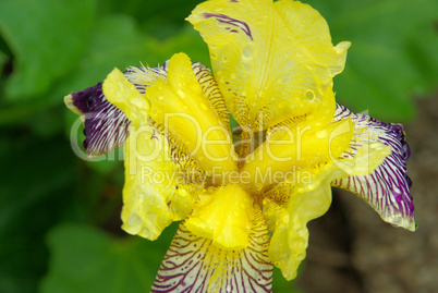 Schwertlilie - iris 36