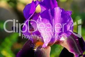Schwertlilie - iris 53