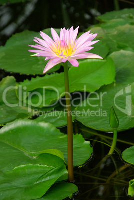 Seerose - water lily 23