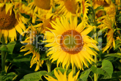 Sonnenblumenfeld - sunflowers field 03