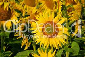 Sonnenblumenfeld - sunflowers field 03