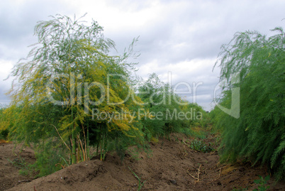 Spargelfeld - asparagus field 10