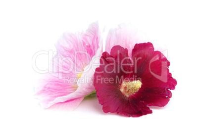 Stockrose freigestellt - hollyhock isolated 01