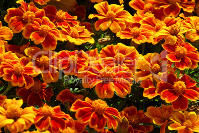 Tagetes 20