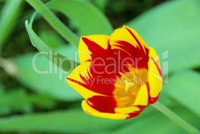 Tulpe rot gelb - tulip red yellow 02
