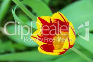 Tulpe rot gelb - tulip red yellow 02