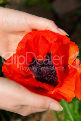 Türkischer Mohn in Händen - oriental poppy in hands 03