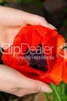 Türkischer Mohn in Händen - oriental poppy in hands 03