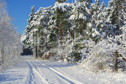 Wald im Winter - forest in winter 14