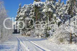 Wald im Winter - forest in winter 14