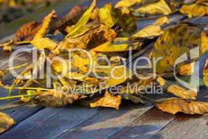Walnussblatt - leaf from walnut 05