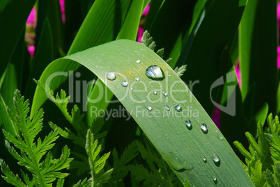 Wassertropfen auf Blatt - waterdrop on leaf 01