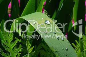 Wassertropfen auf Blatt - waterdrop on leaf 01