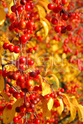 Wildkirsche im Herbst - wild cherry in fall 04