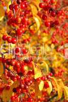 Wildkirsche im Herbst - wild cherry in fall 04