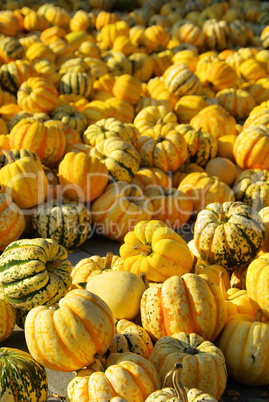 Zierkürbis - ornamental pumkin 14