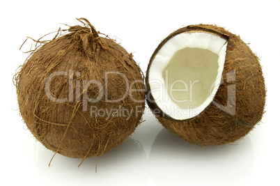 Coconut