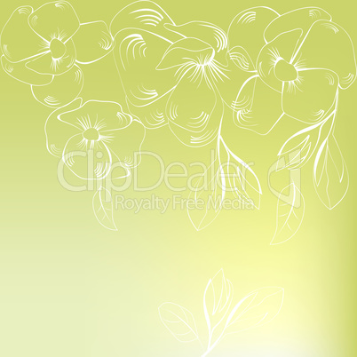 Spring background with white flowers