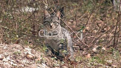 Cat closeup in wild