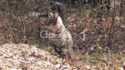 Cat in wild closer