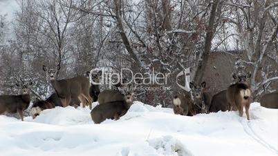 Deer feeding in deep snow