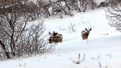 Deer mule in snow on hillside