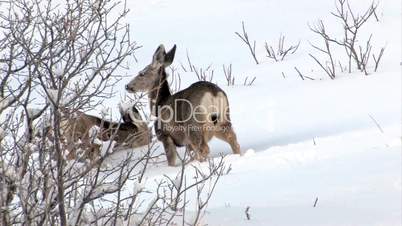Deer mule three in snow on hillside