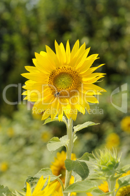 Biene auf Sonnenblume