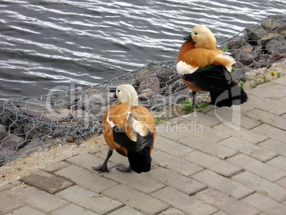 Birds near the lake