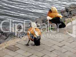 Birds near the lake