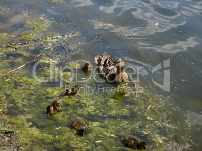 Duck with ducklings