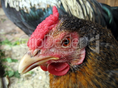 Hen