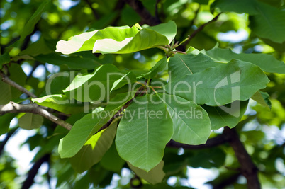 Magnolia leaves