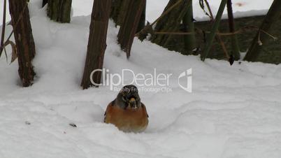 Bergfink im Schnee