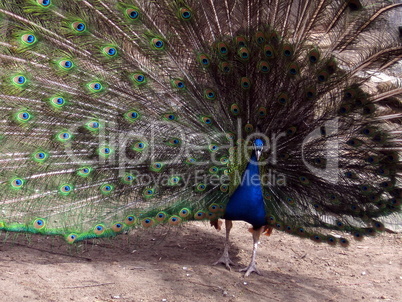 Peacock