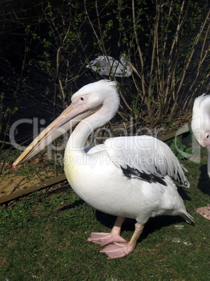 Pink pelican