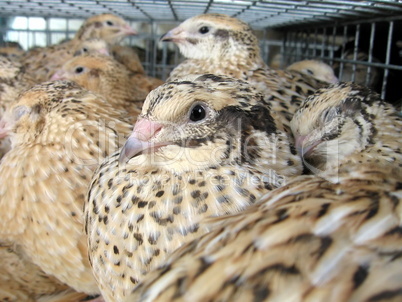 Quails