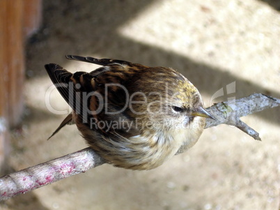 Siskin on the branch