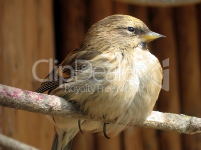 Siskin