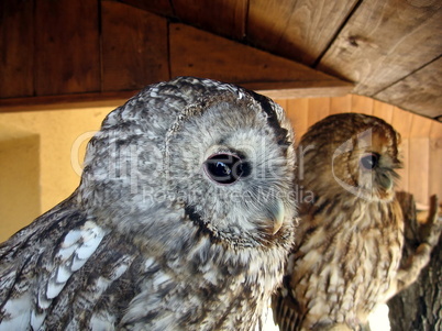 Two owls