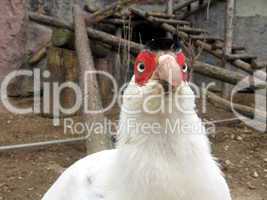 White pheasant