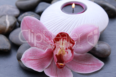 Pinkfarbene Orchidee