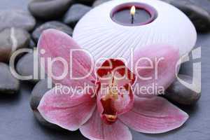 Pinkfarbene Orchidee