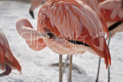 Flamingo