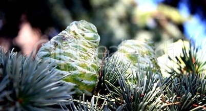 Fir Cone