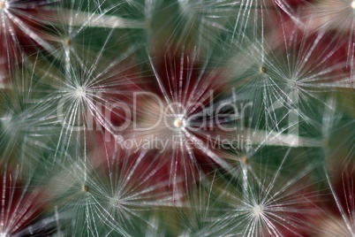 Seamless Background Dandelion